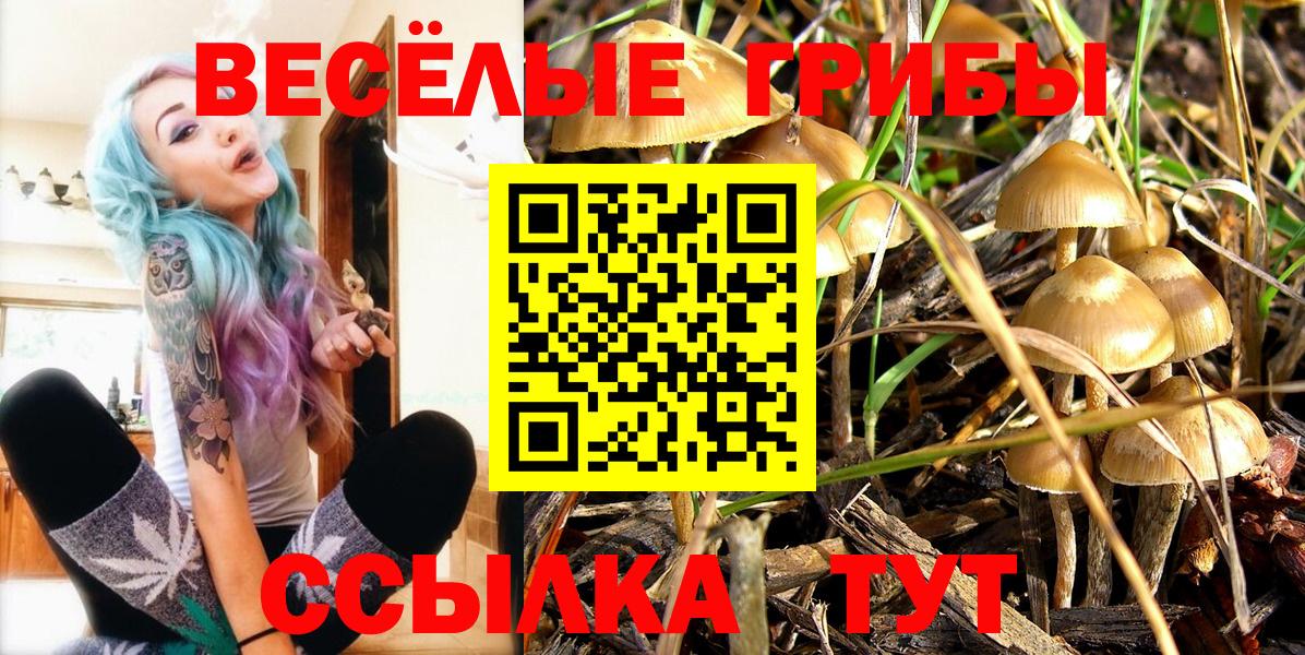 Богданович  Псилоцибиновые грибы Cubensis  Вход с VPN  Псилоцибиновые грибы Psilocybine cubensis 